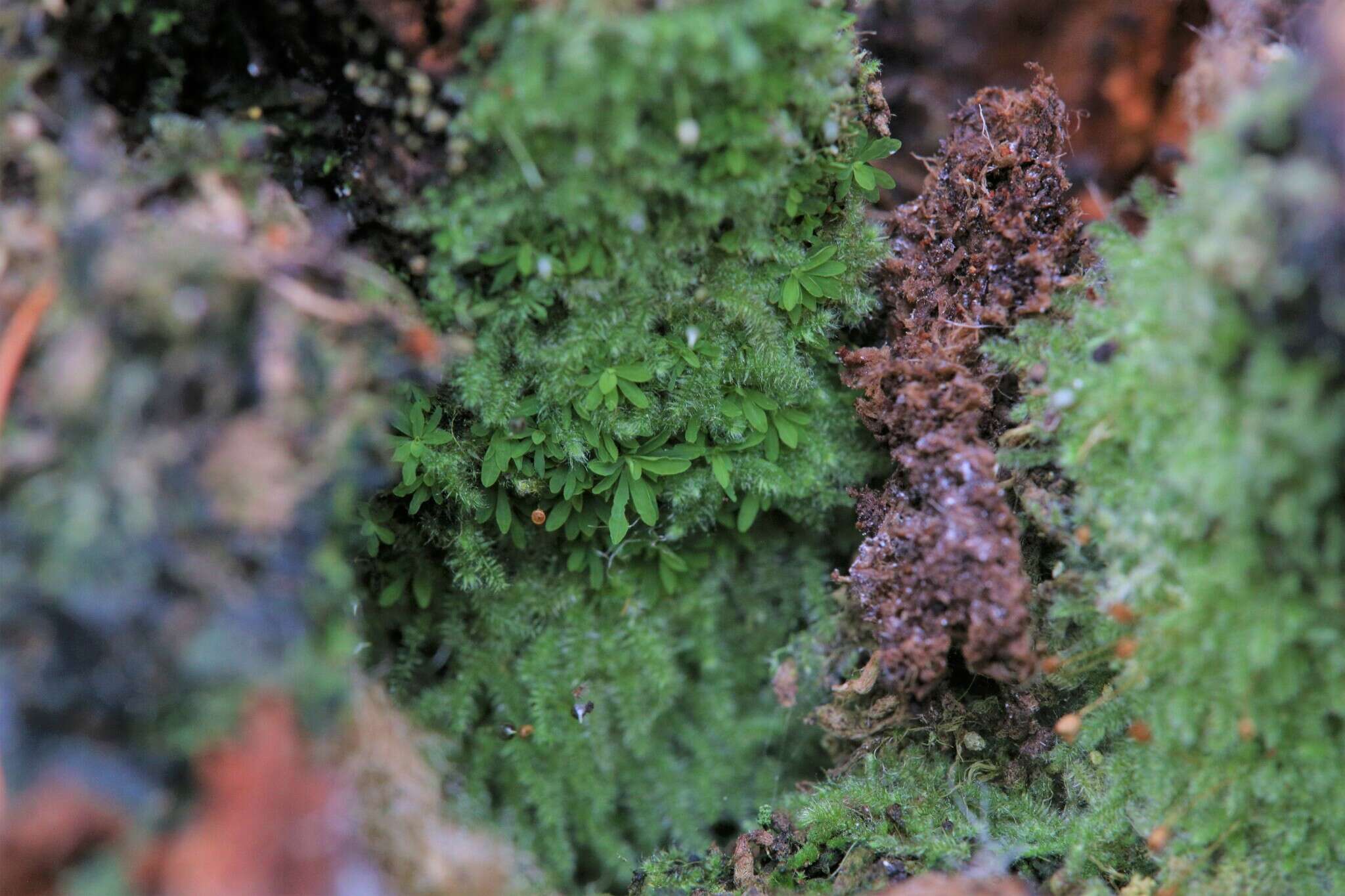 Image of Calymperastrum latifolium Stone 1986