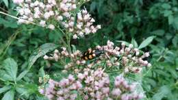 Image of Leptura quadrifasciata Linné 1758