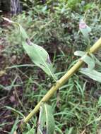 Imagem de Solidago fistulosa Mill.