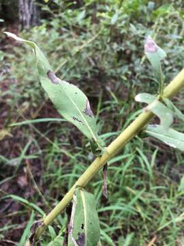 Image of pine barren goldenrod