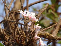 Image of Dendrobium barbatulum Lindl.