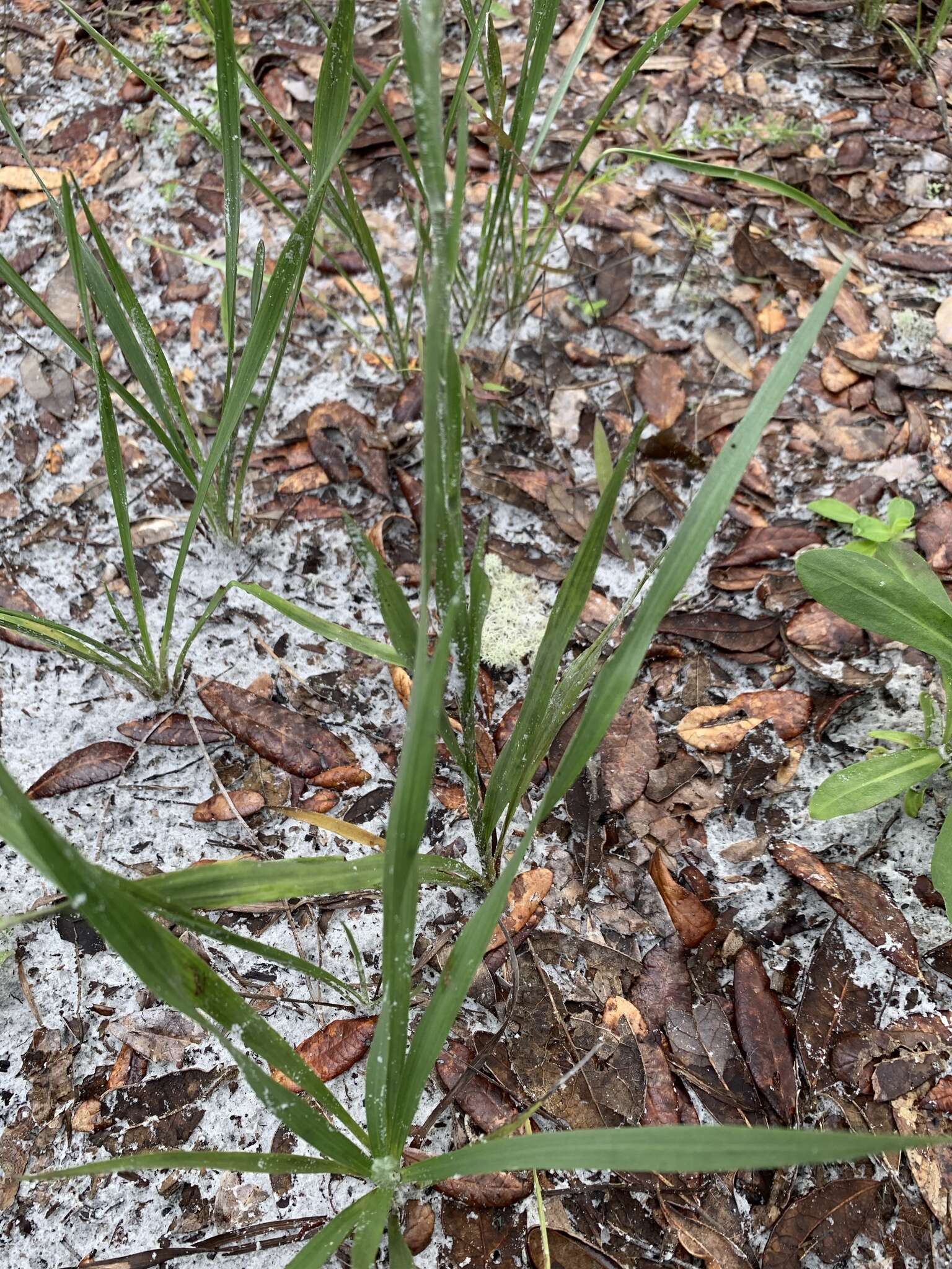 Image de <i>Pityopsis <i>graminifolia</i></i> var. graminifolia