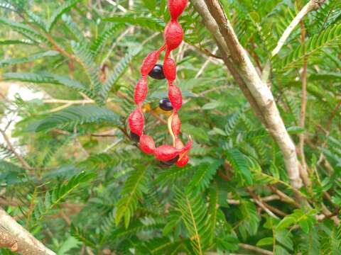 Image of Guadeloupe blackbead