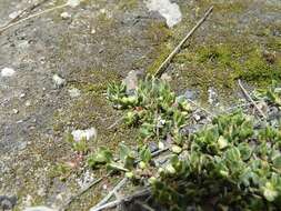 Image of Muehlenbeckia volcanica (Benth.) Endlicher