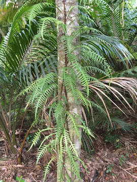 Image of Phymatosorus scandens (G. Forst.) Pic. Serm.