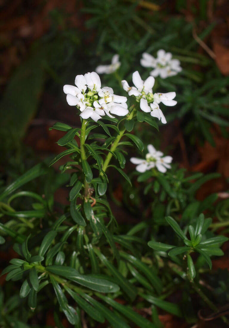 Image of evergreen candytuft