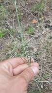 Image de Thelesperma simplicifolium (A. Gray) A. Gray