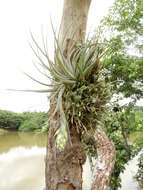 Image of Tillandsia pohliana Mez