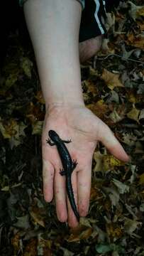 صورة Ambystoma laterale Hallowell 1856