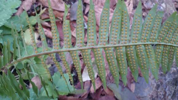 Polypodium plesiosorum Kunze的圖片