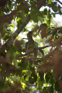 Image of Great Bowerbird