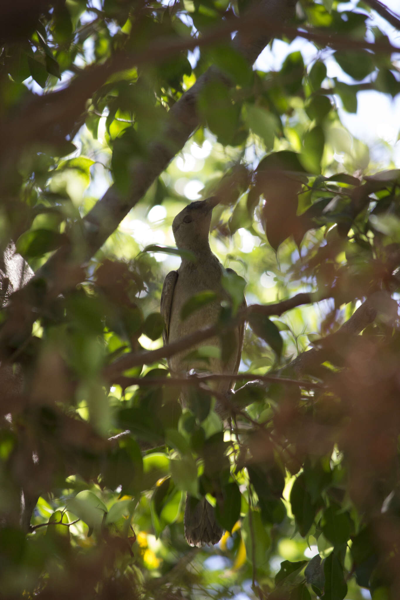 Image of Great Bowerbird