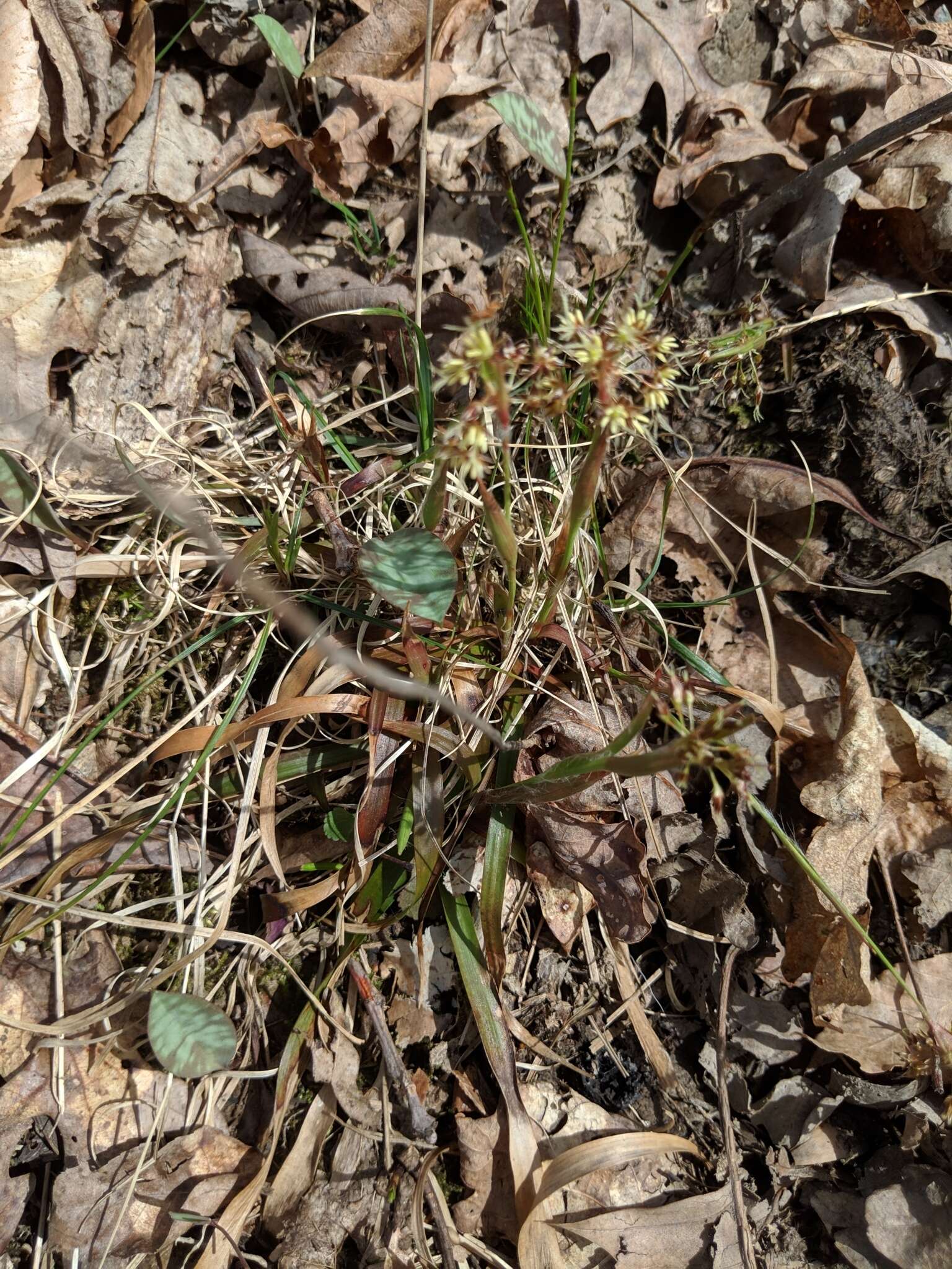 Image of hairy woodrush