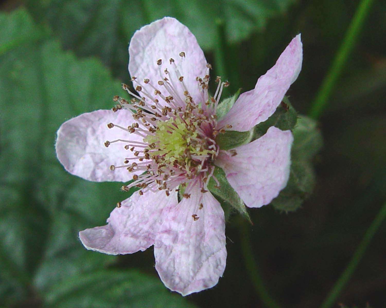 Image of <i>Rubus obesifolius</i>