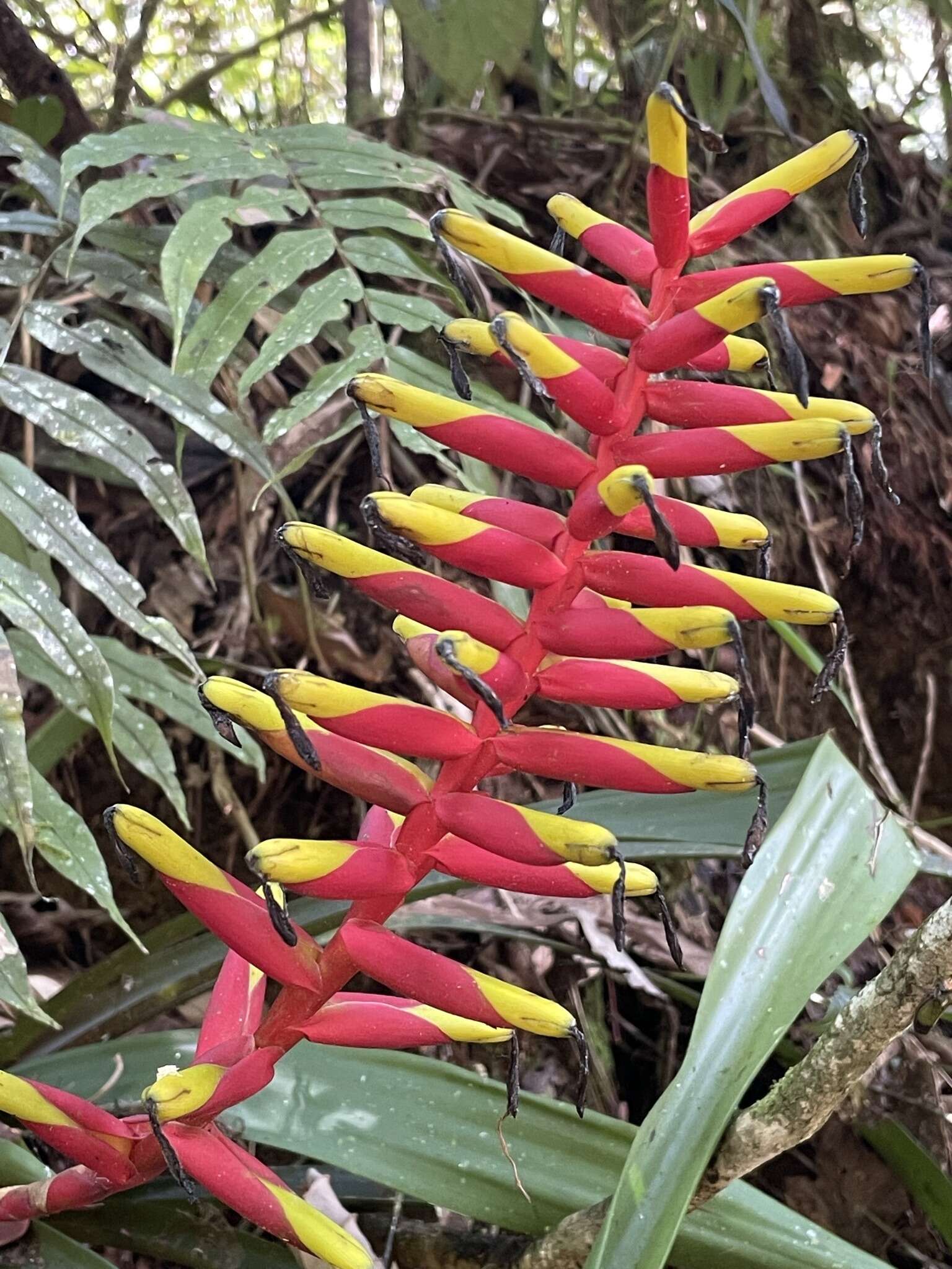 Image of Guzmania sprucei (André) L. B. Sm.