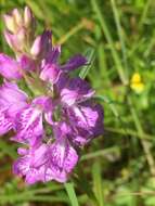 Image of Dactylorhiza maculata subsp. maculata