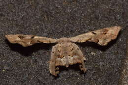 Image of <i>Phazaca leucocephala</i>
