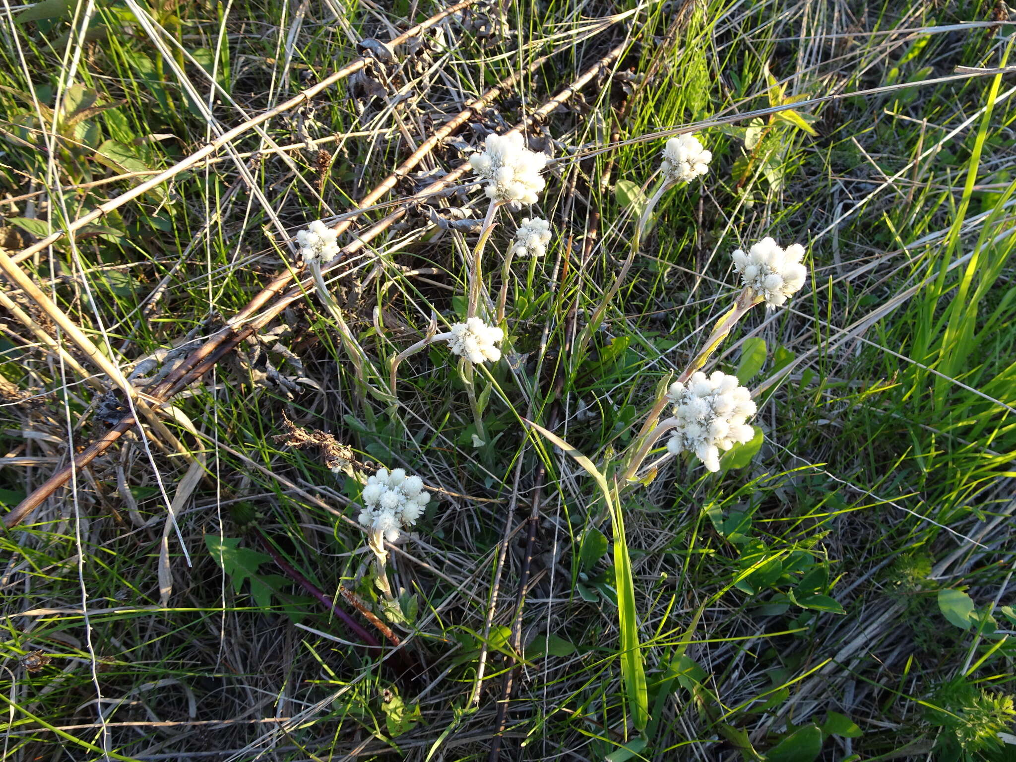 Imagem de Antennaria neglecta Greene