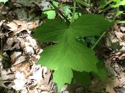 Image de Hydrophyllum appendiculatum Michx.