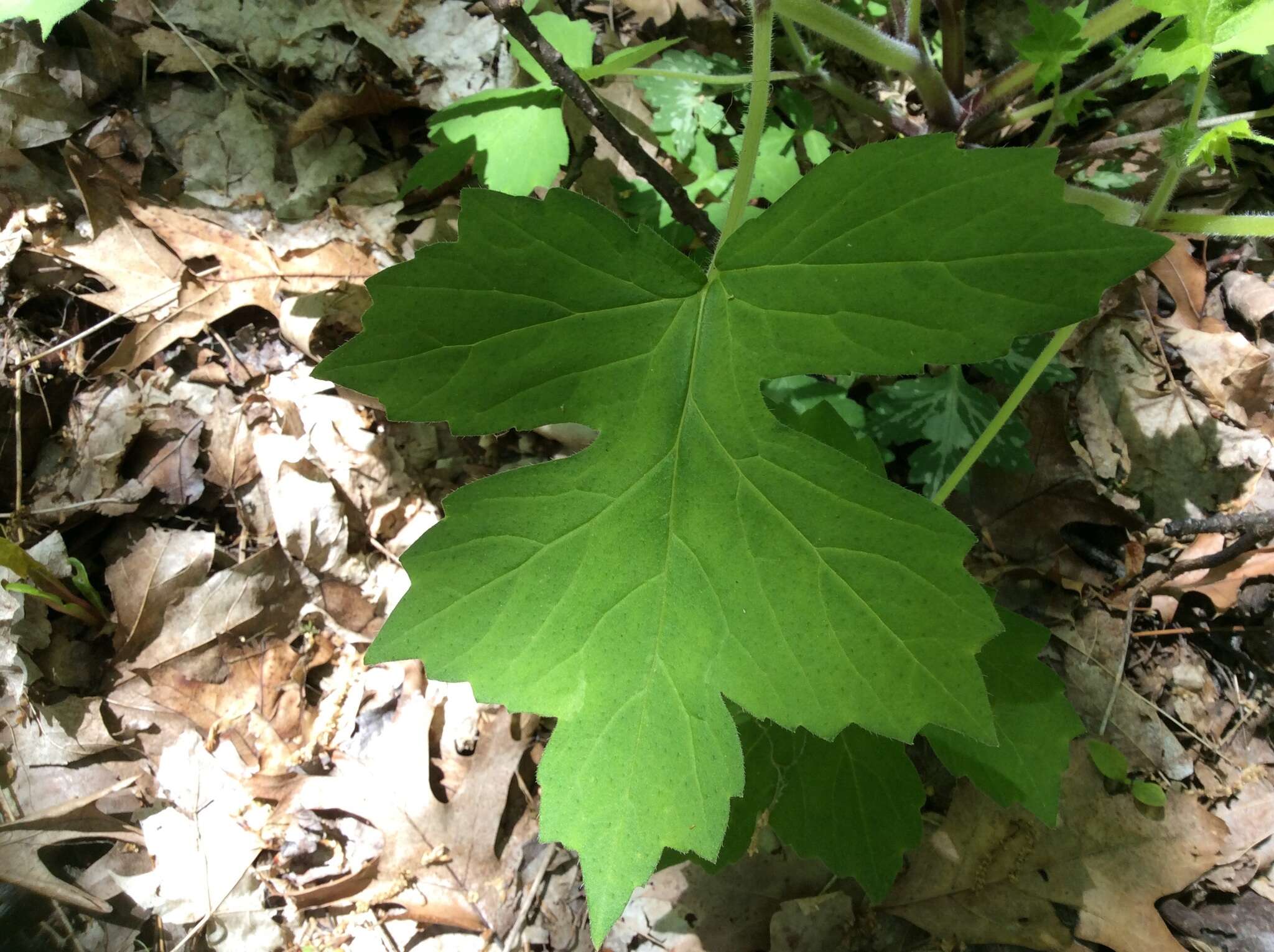 Image of great waterleaf