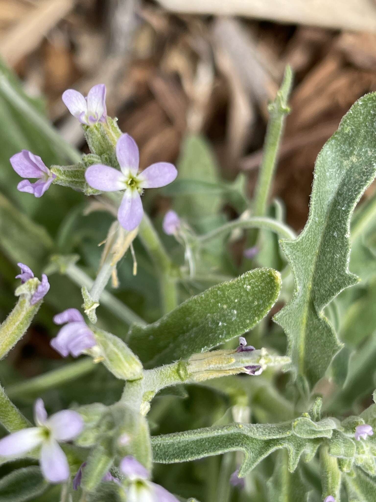 Image of Matthiola parviflora (Schousb.) W. T. Aiton