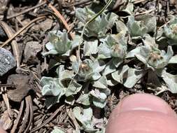 Image de Antennaria soliceps Blake