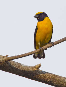 Image of Yellow-crowned Euphonia