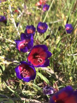 Image of Geissorhiza eurystigma L. Bolus