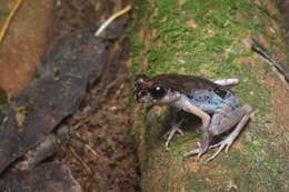 Image of Gracile Litter Frog