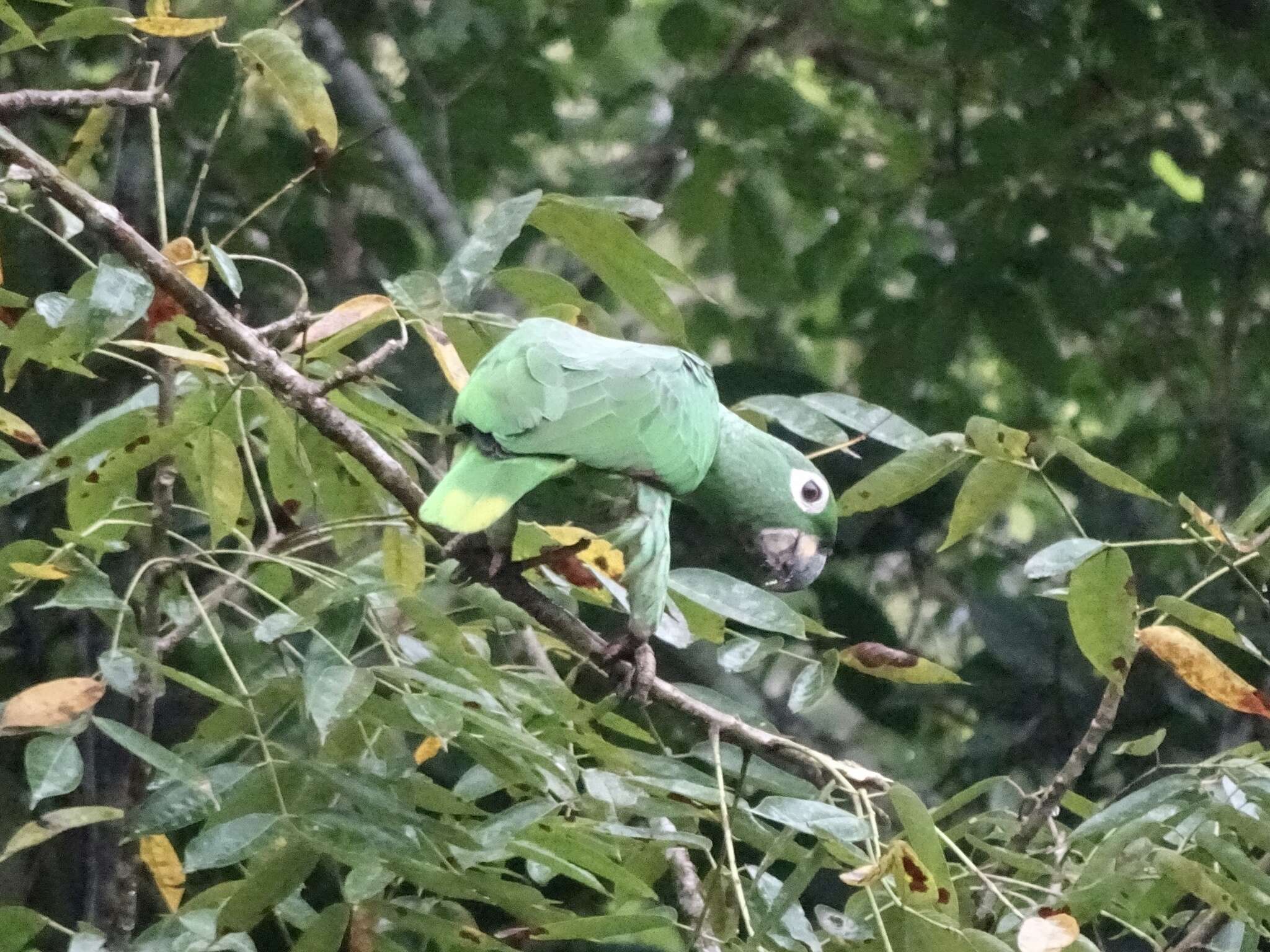 Image de Amazone poudrée