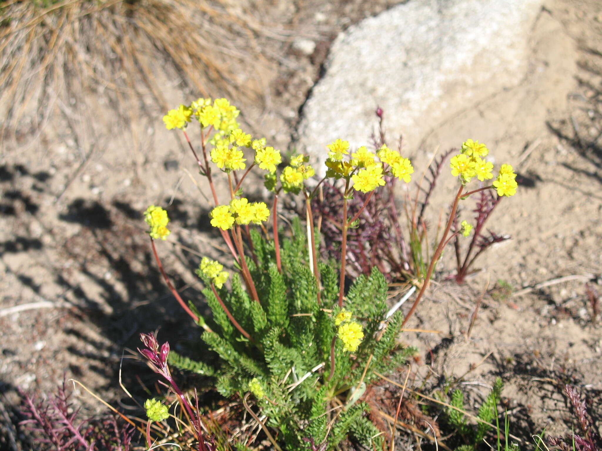 Image of Tweedy's ivesia