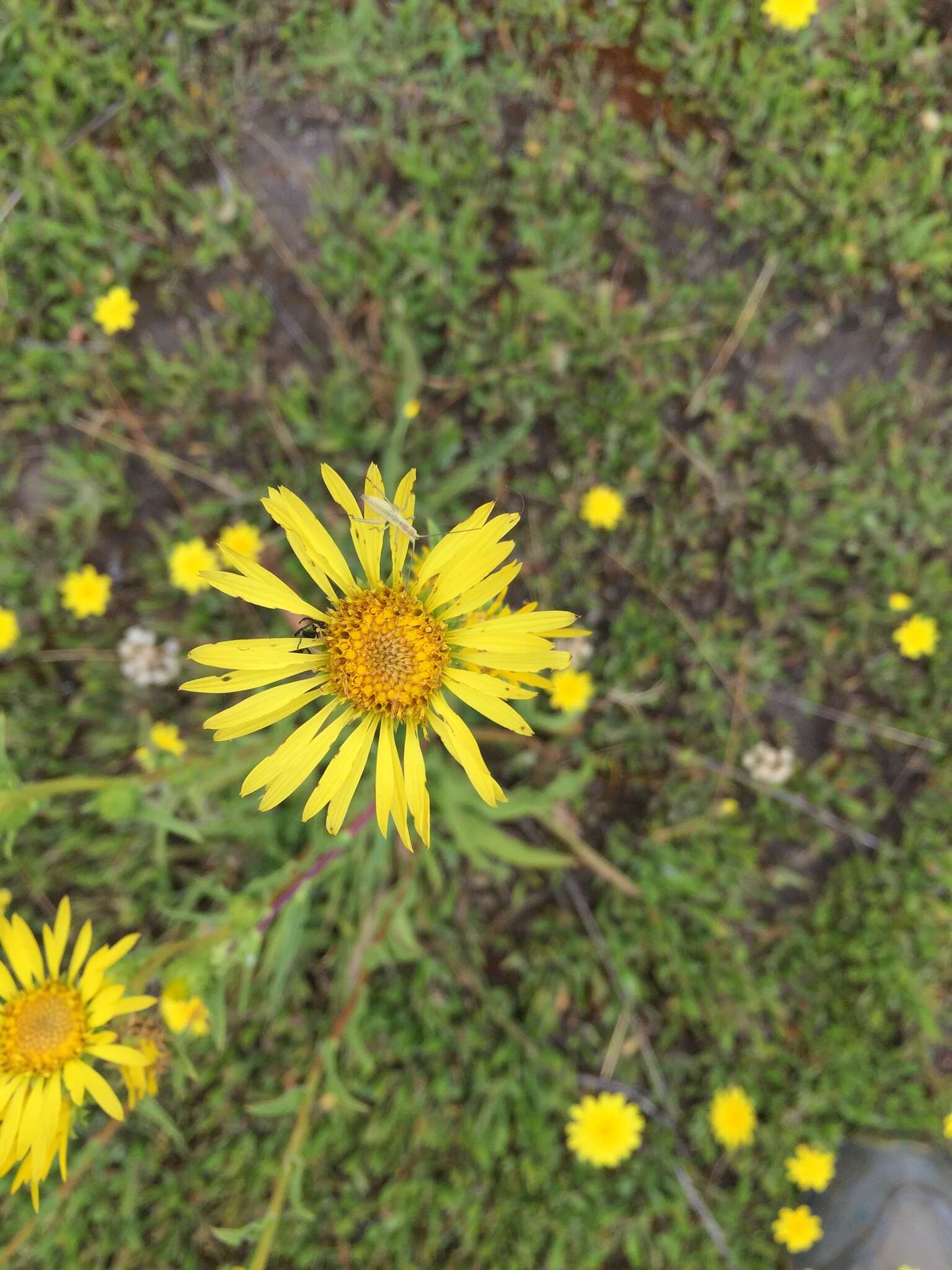 Image of <i>Pyrrocoma <i>racemosa</i></i> var. racemosa