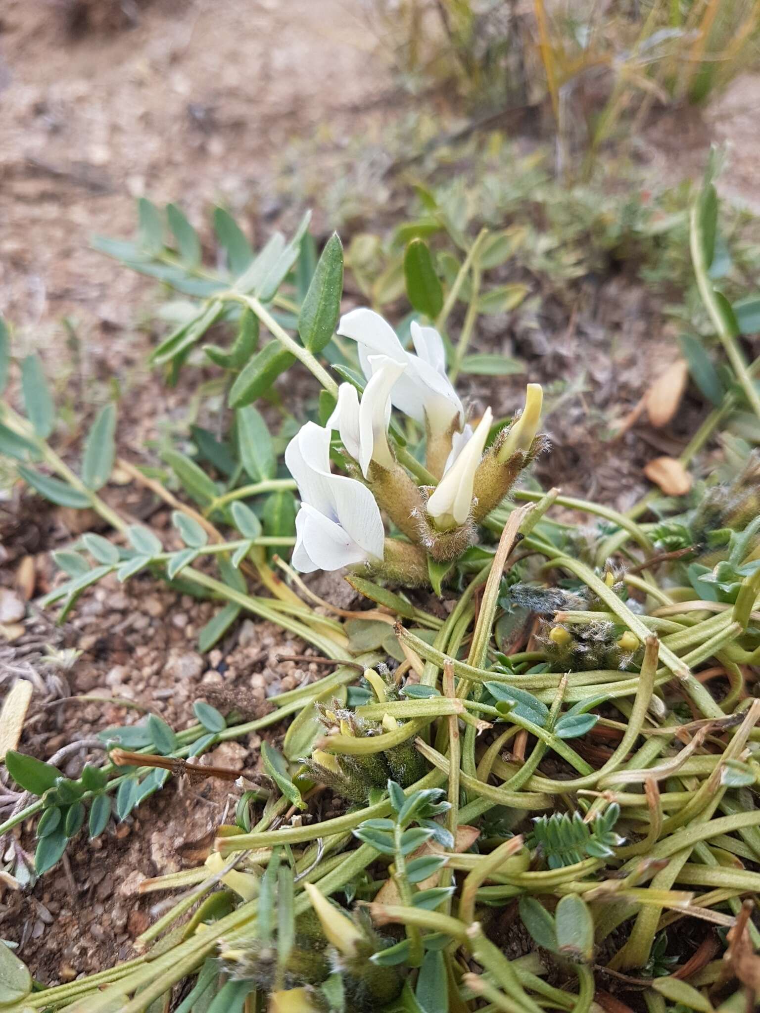 Image de Oxytropis caespitosa (Pall.) Pers.