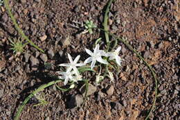 Image of Lapeirousia plicata subsp. plicata