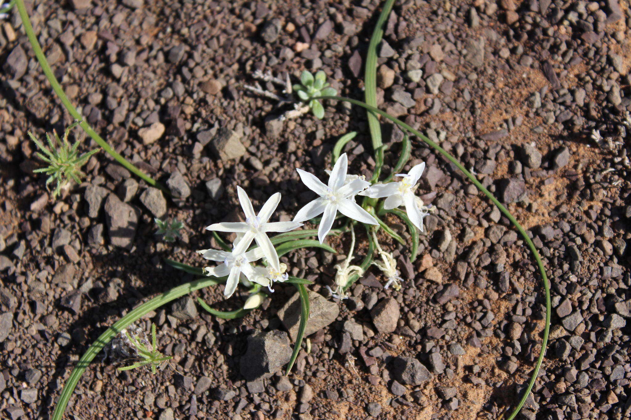 Image of Lapeirousia plicata subsp. plicata