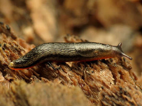 Image of Ferussac’s orange soled slug