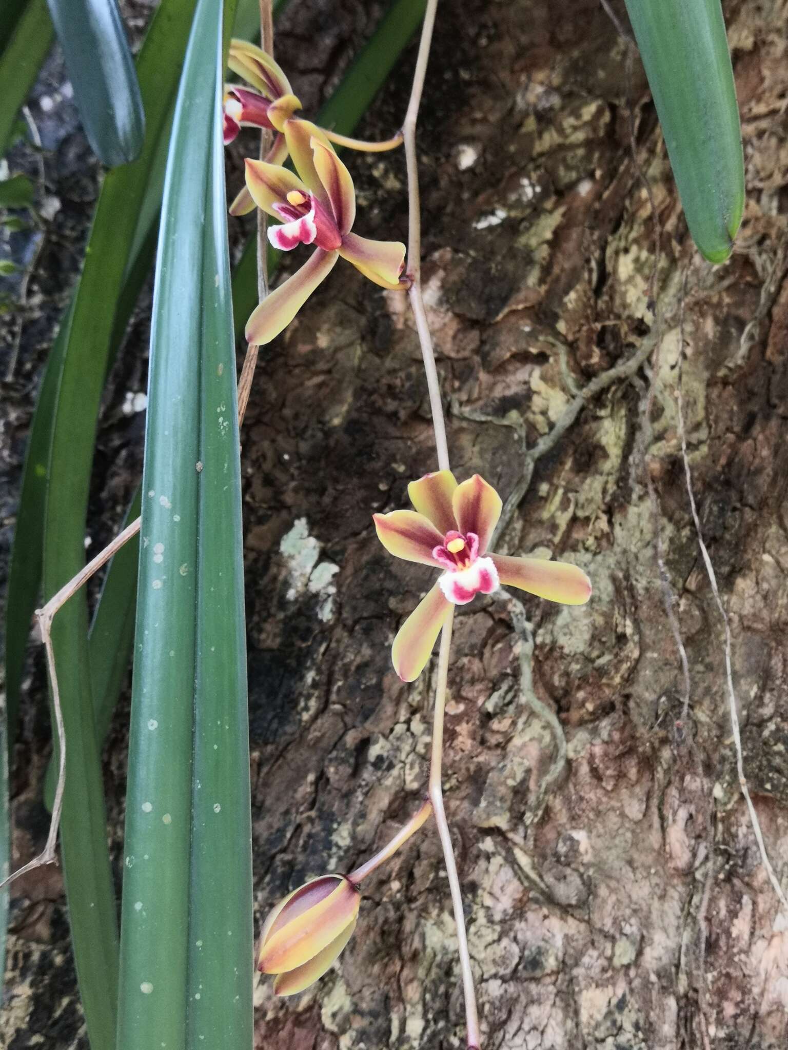 Image of Cymbidium finlaysonianum Lindl.