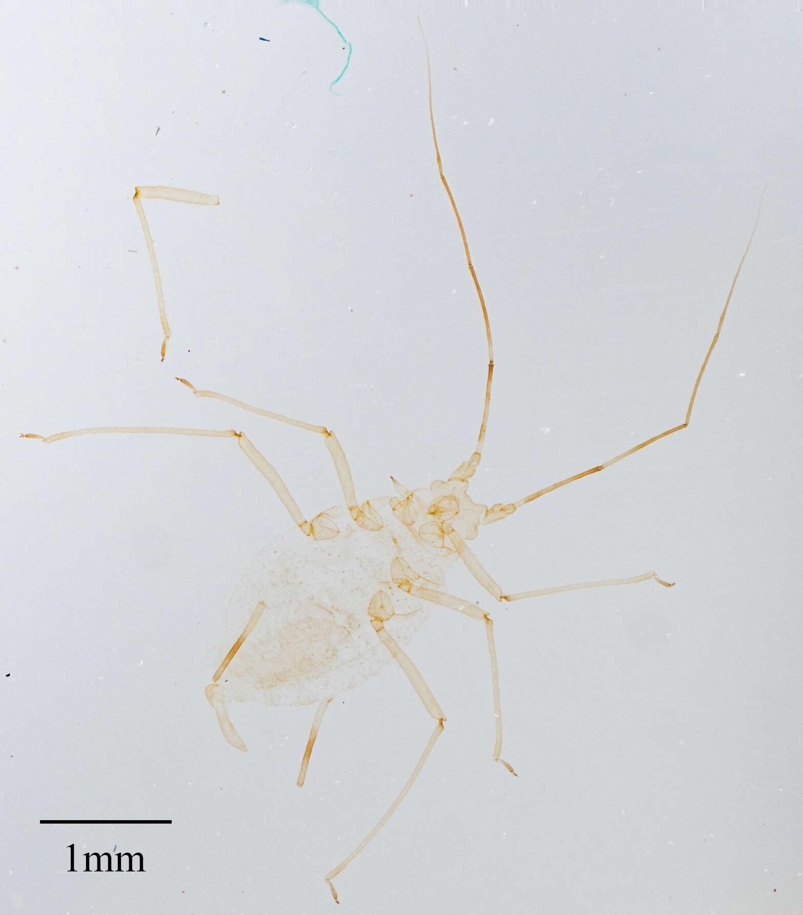 Image of Pleotrichophorus stroudi (Knowlton 1948)