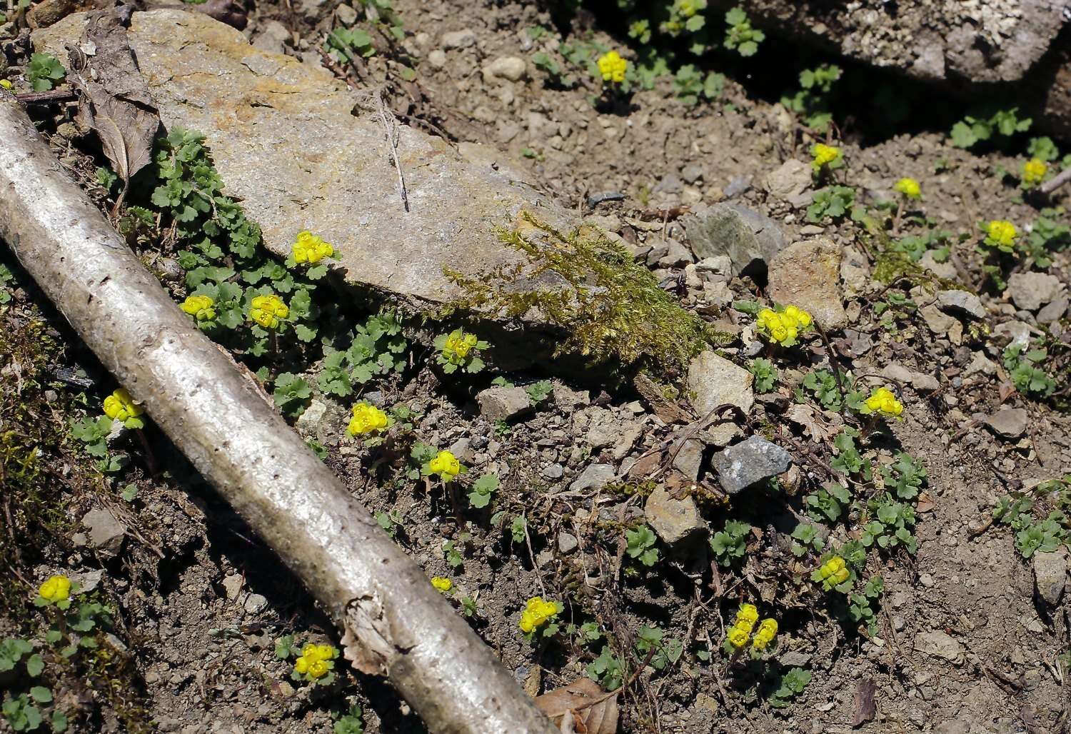 Plancia ëd Chrysosplenium pilosum var. sphaerospermum (Maxim.) Hara