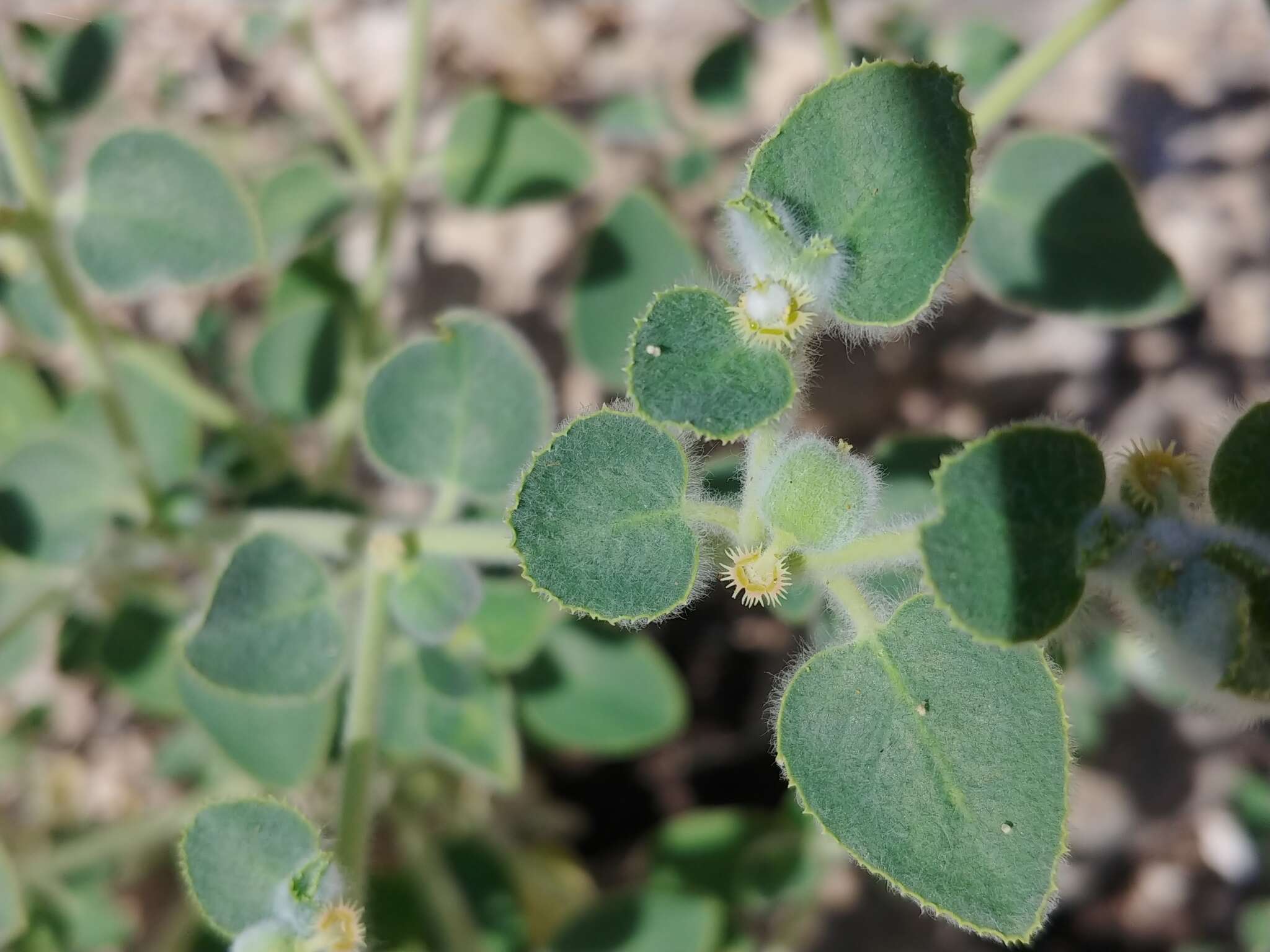 Image of Euphorbia petiolata Banks & Sol.