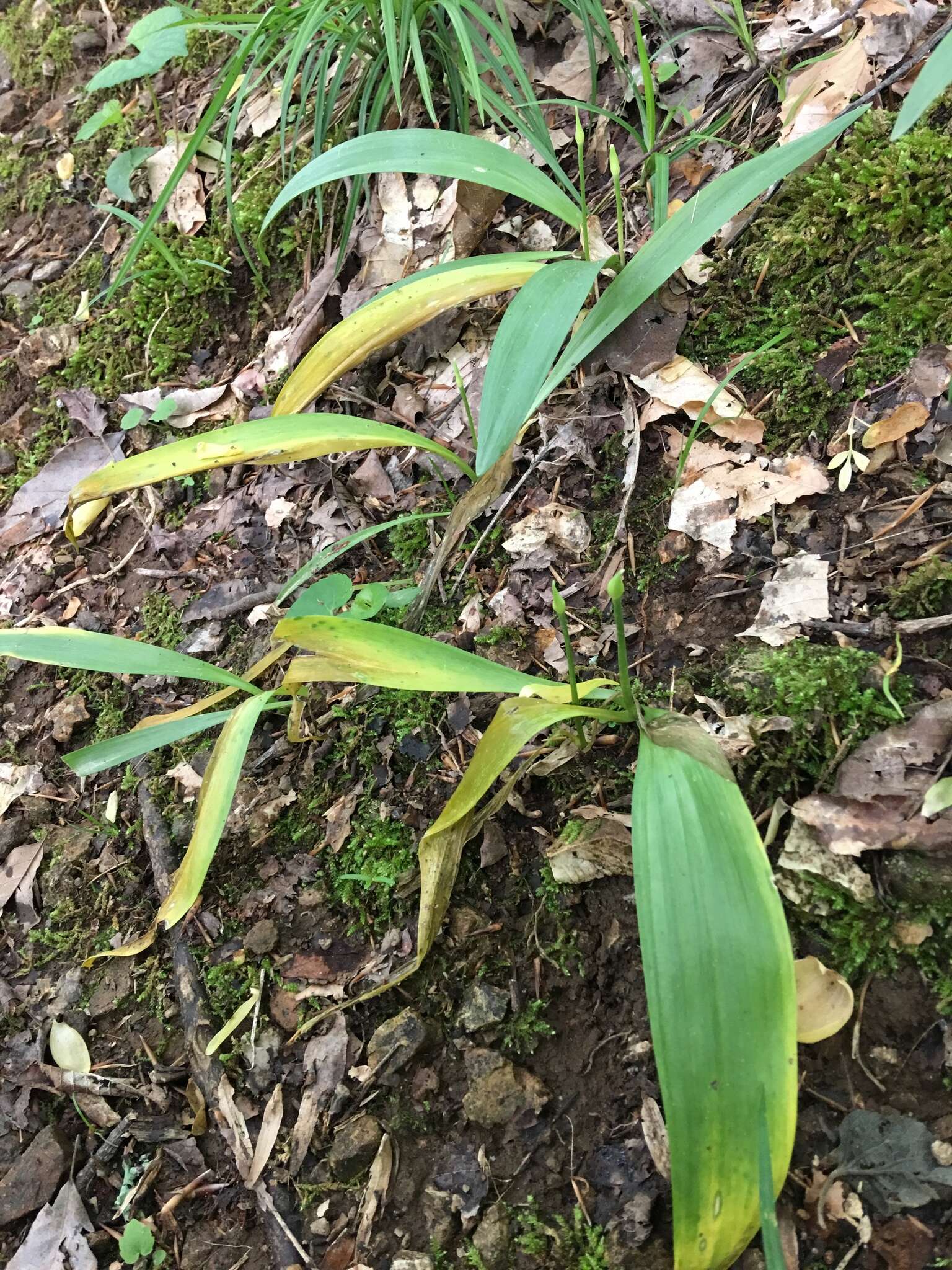 Sivun Allium tricoccum var. burdickii Hanes kuva