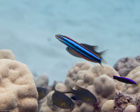 Image of Blue-stripe blenny