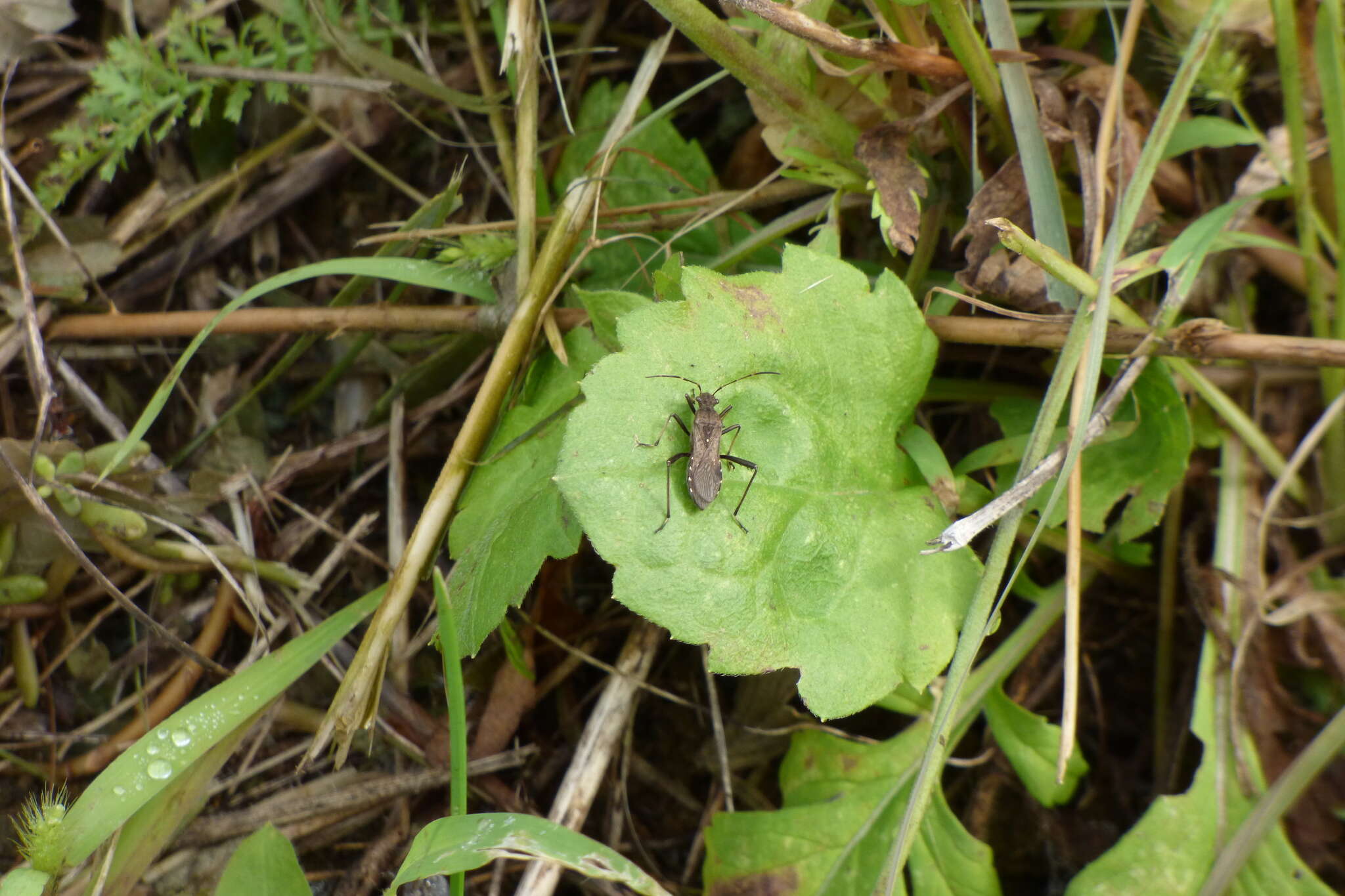 Alydus calcaratus (Linnaeus 1758) resmi