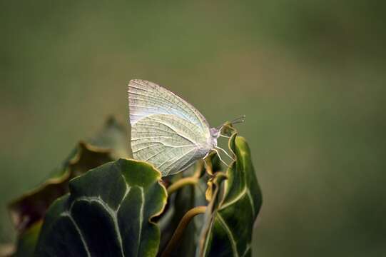 Image of Catopsilia pyranthe (Linnaeus 1758)