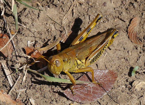 Image of Differential Grasshopper