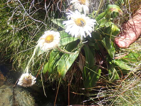 Plancia ëd Celmisia verbascifolia subsp. verbascifolia