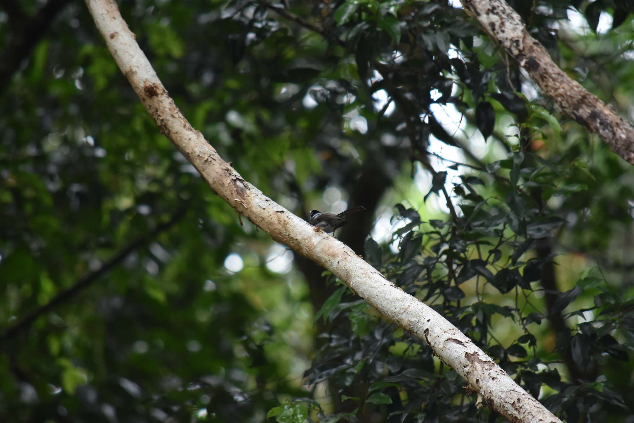 Image of Pied Monarch