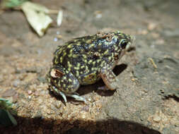 Image of Guinea Snout-burrower