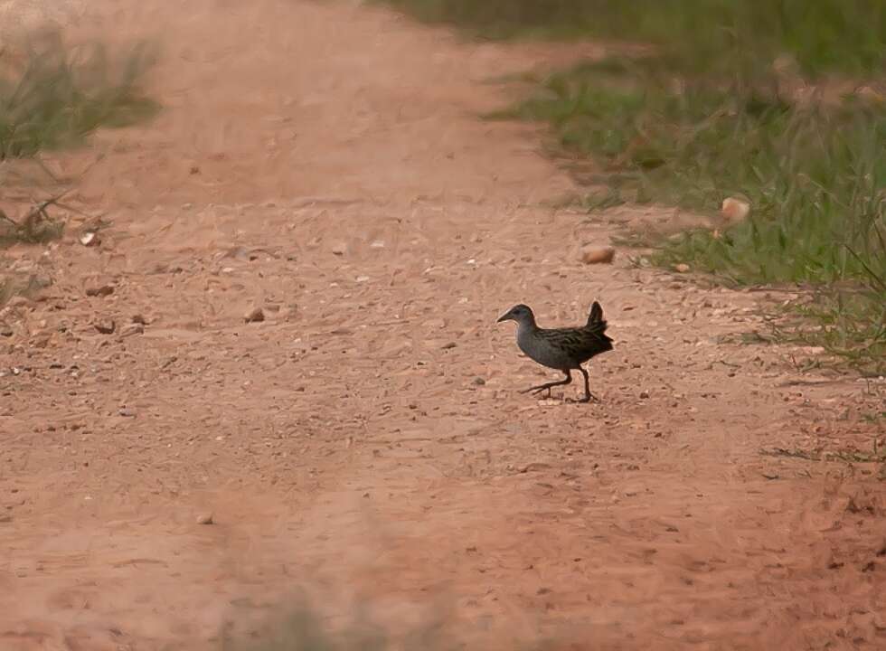 Image of Ash-throated Crake