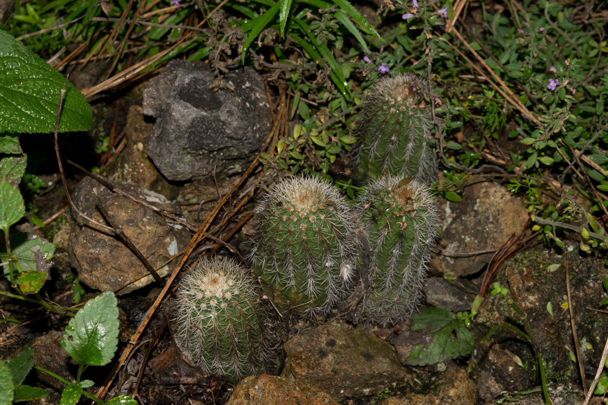 Image de Echinocereus acifer (Otto ex Salm-Dyck) Lem.